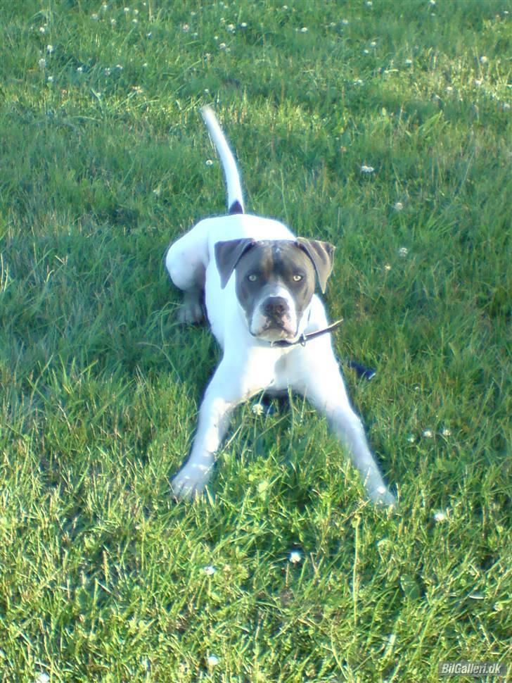 Amerikansk bulldog Basse billede 5