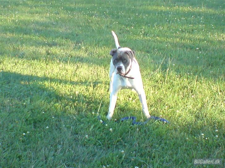 Amerikansk bulldog Basse billede 6