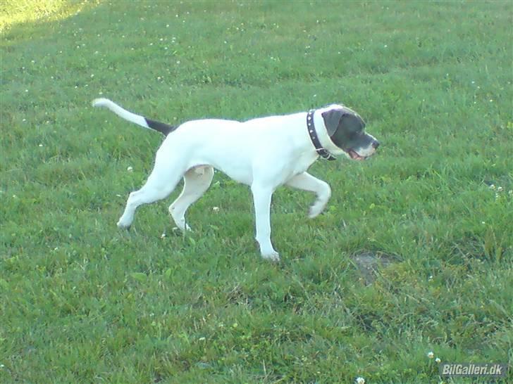 Amerikansk bulldog Basse billede 7