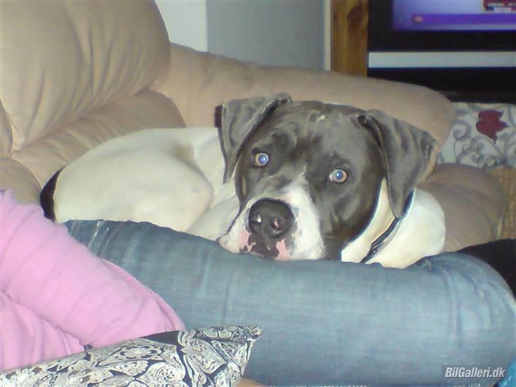 Amerikansk bulldog Basse billede 8