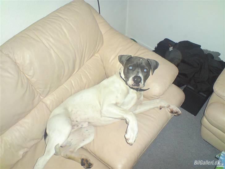 Amerikansk bulldog Basse billede 9