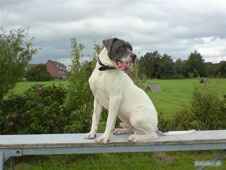 Amerikansk bulldog Basse billede 10