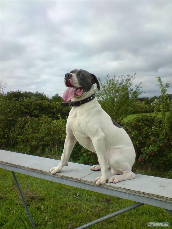 Amerikansk bulldog Basse billede 11