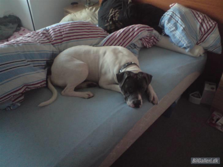 Amerikansk bulldog Basse billede 12