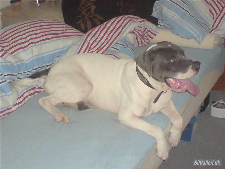 Amerikansk bulldog Basse billede 13