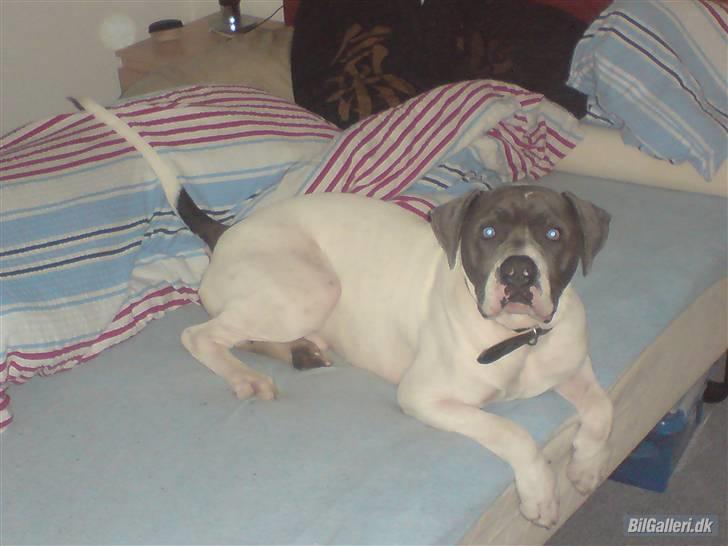 Amerikansk bulldog Basse billede 14