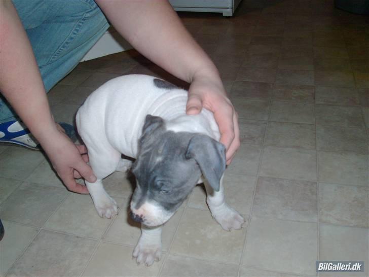 Amerikansk bulldog Basse billede 15