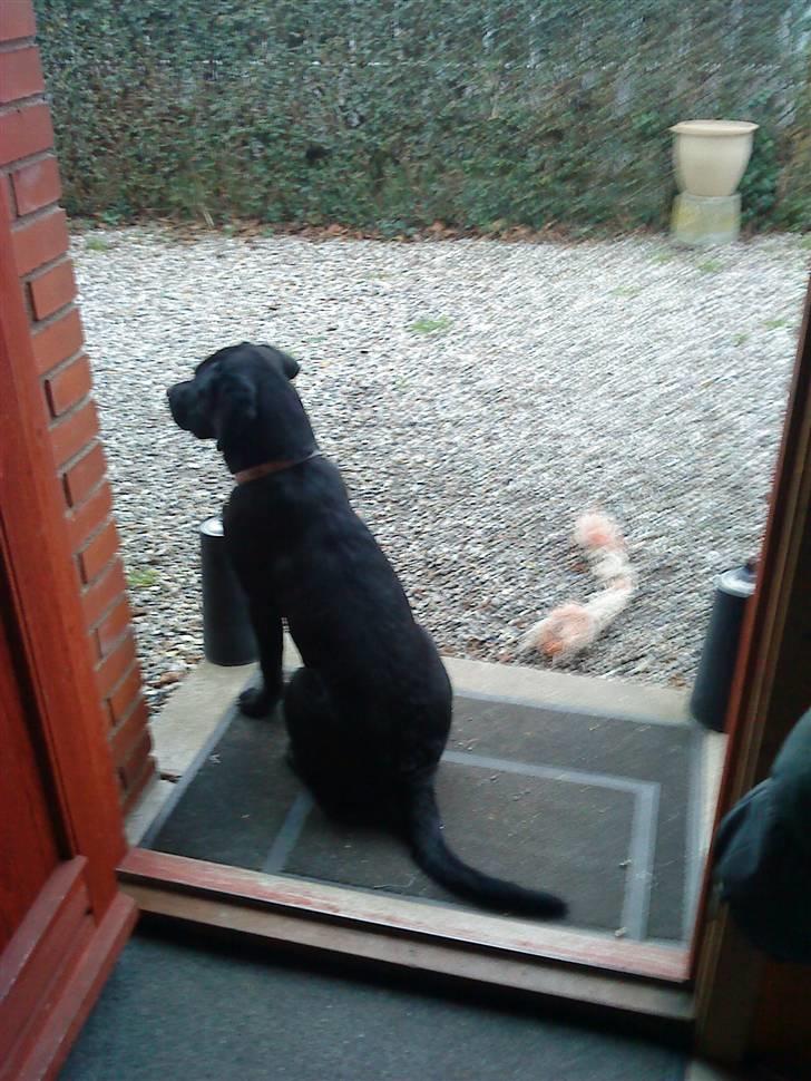 Labrador retriever Buster - Holder altid vagt ude foran hoveddøren :) billede 1