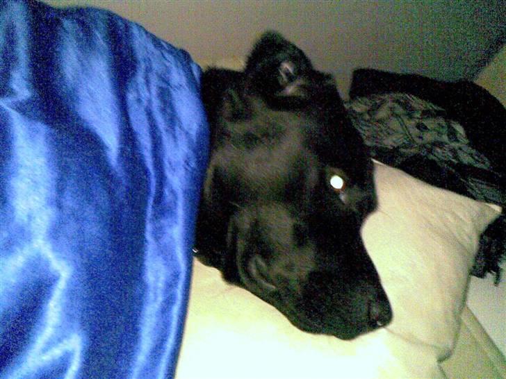 Labrador retriever Buster - At ligge og putteh i min(Andreas) seng er det bedste Buster ved :D billede 2