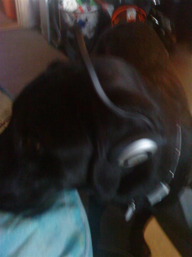 Labrador retriever Buster - Musik hunden <3 XD billede 3