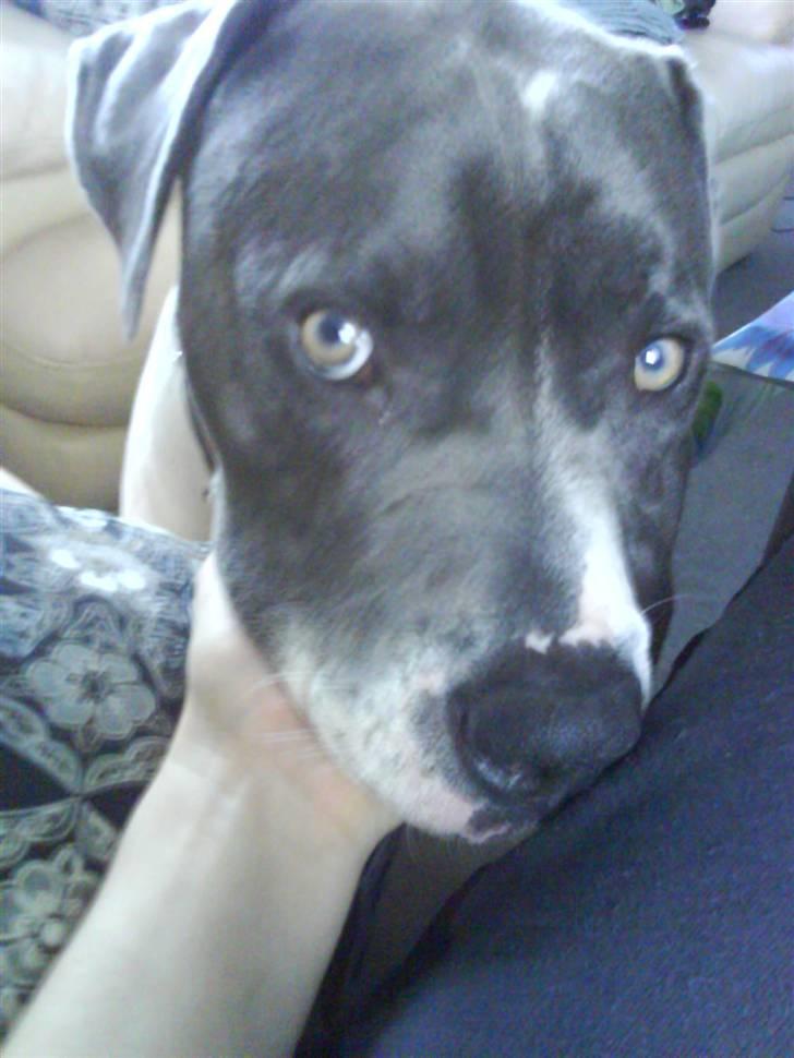 Amerikansk bulldog Basse billede 16