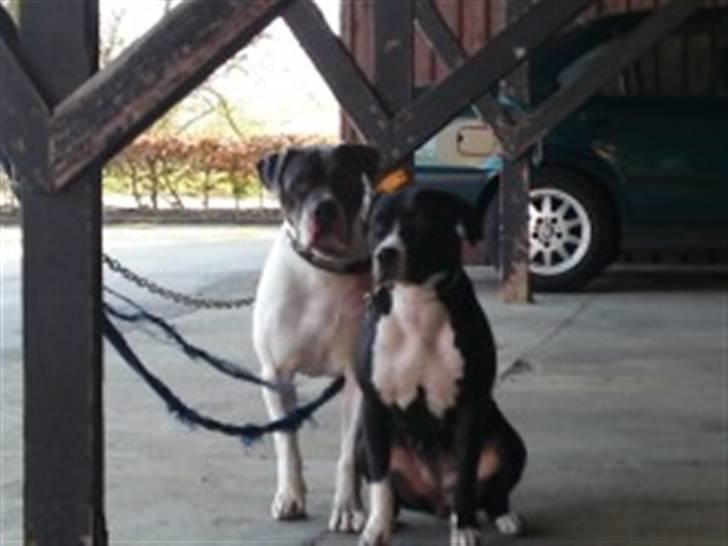 Amerikansk bulldog Basse billede 17