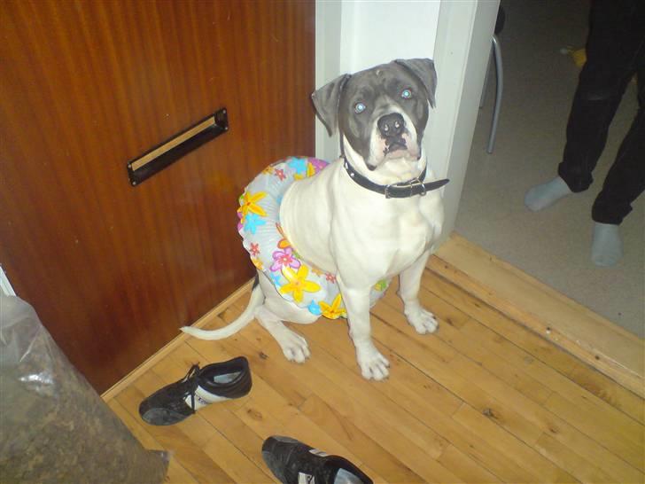 Amerikansk bulldog Basse billede 18