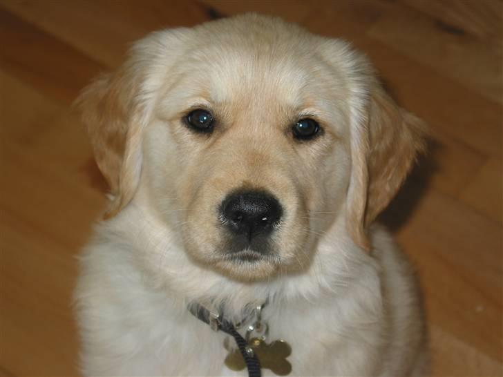Golden retriever (Ozzy) "Marley" - Heiij :D billede 1