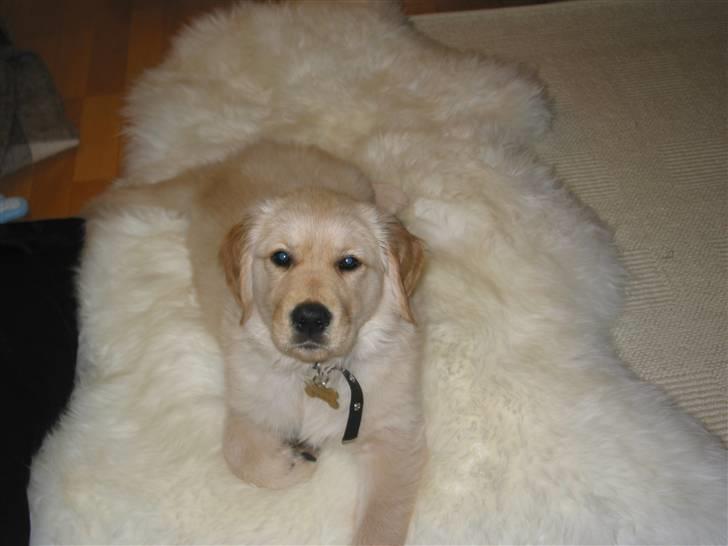 Golden retriever (Ozzy) "Marley" - Marley 9 uger. billede 2