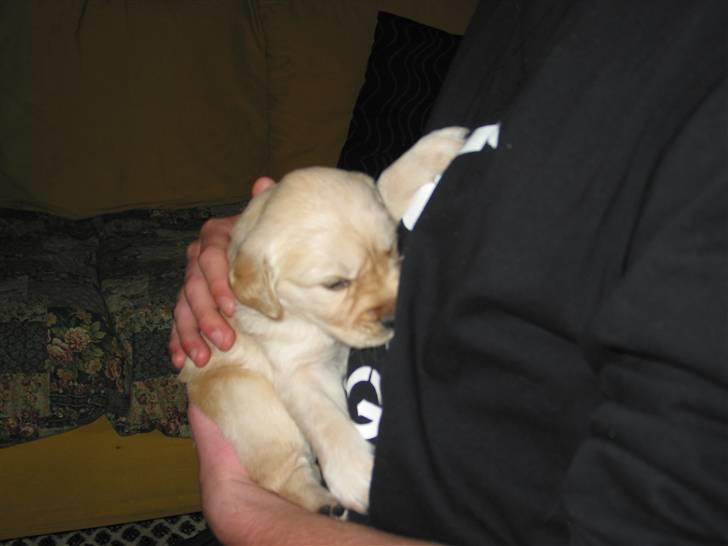 Golden retriever (Ozzy) "Marley" - Marley 3 uger. billede 3