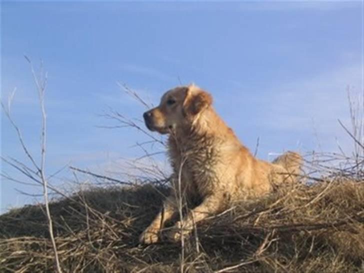 Golden retriever (Ozzy) "Marley" - Marley´s Far - Pietro billede 4