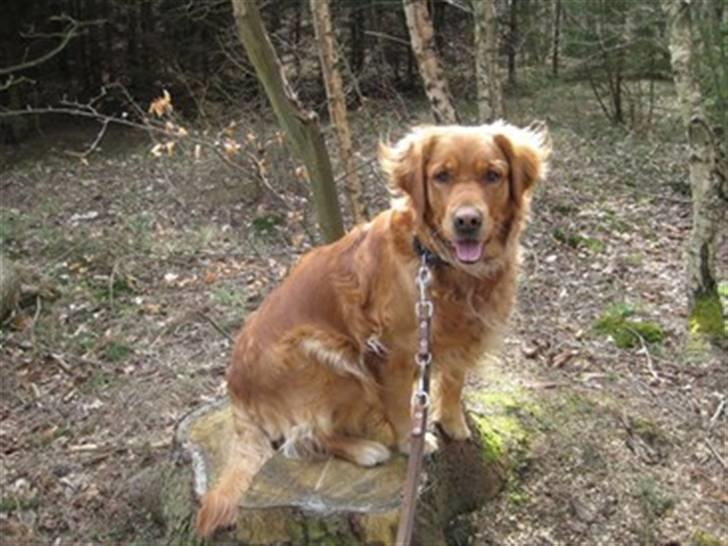 Golden retriever (Ozzy) "Marley" - Marley´s Mor - Nala billede 5