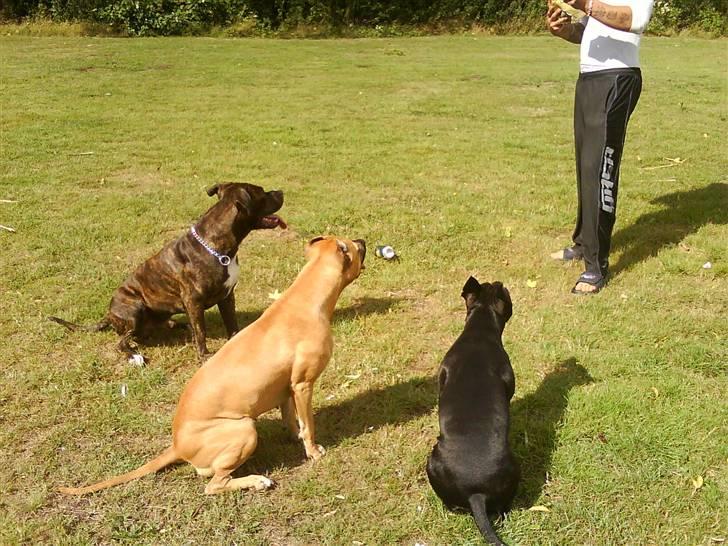 Amerikansk staffordshire terrier Teison billede 16