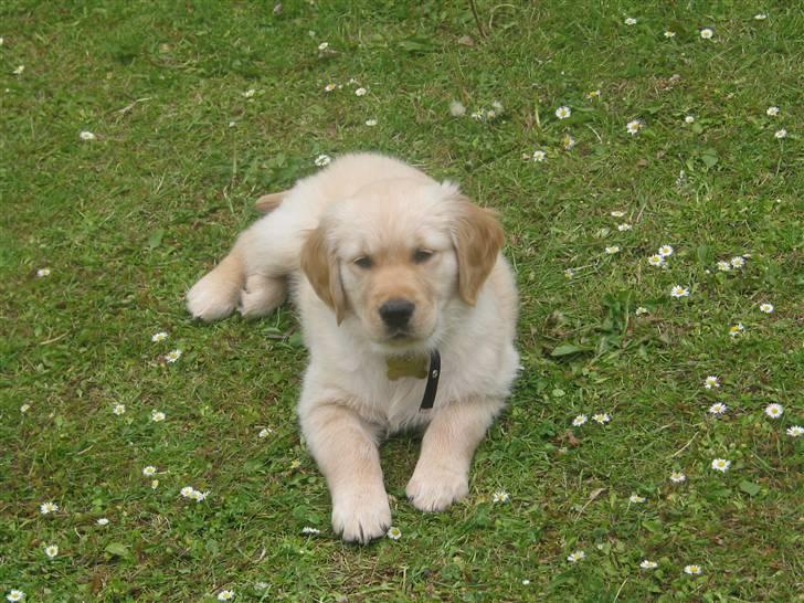Golden retriever (Ozzy) "Marley" billede 8