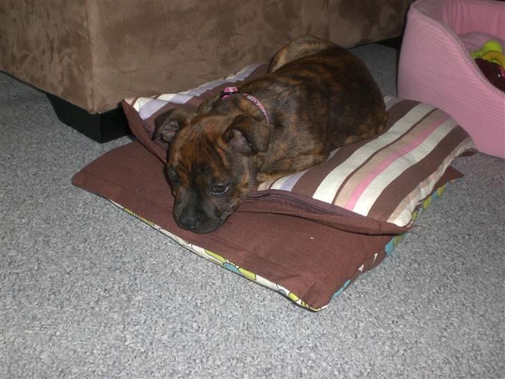 Staffordshire bull terrier Freya billede 8