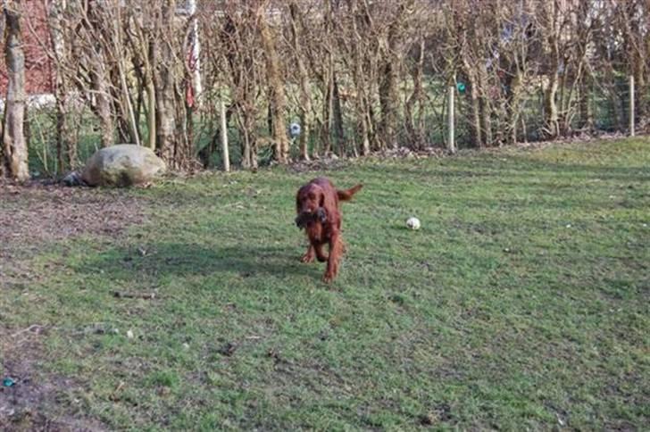 Irsk setter Mac - Her kommer jeg ! billede 1