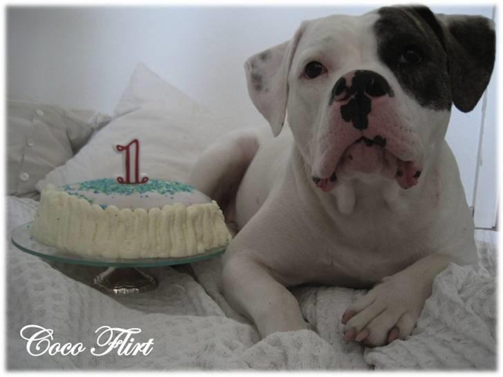 Amerikansk bulldog Coco Flirt - Coco Flirt 1 år... <3 billede 17