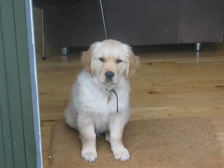 Golden retriever (Ozzy) "Marley" billede 9