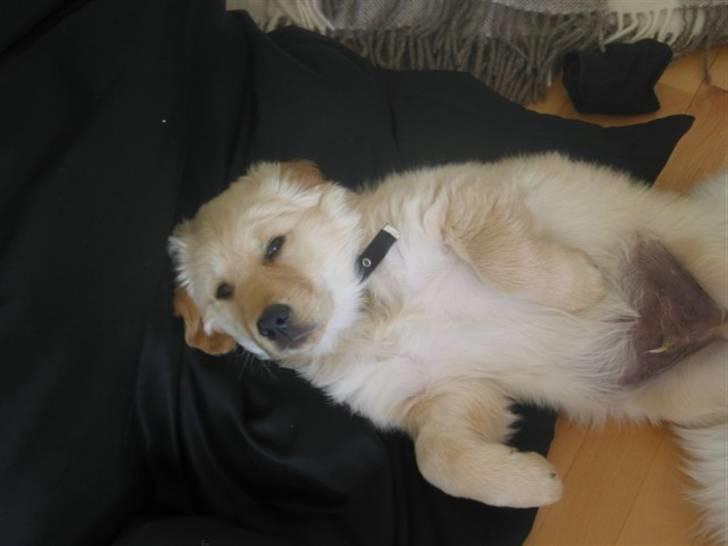 Golden retriever (Ozzy) "Marley" billede 10