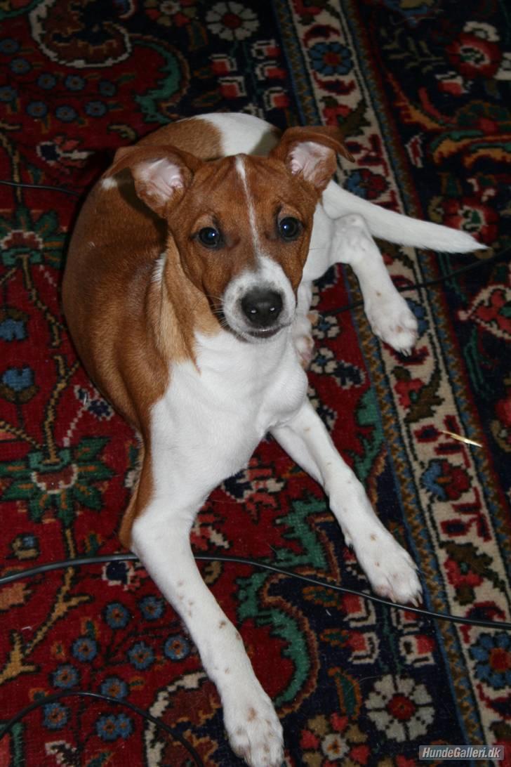 Dansk svensk gaardhund Felix billede 9