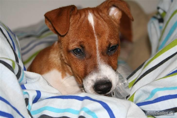 Dansk svensk gaardhund Felix - Det er faktisk en sut han gansker i :)  billede 13