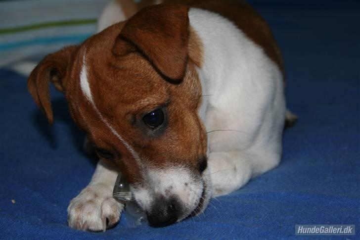 Dansk svensk gaardhund Felix - han gnaver i en sut xD billede 18