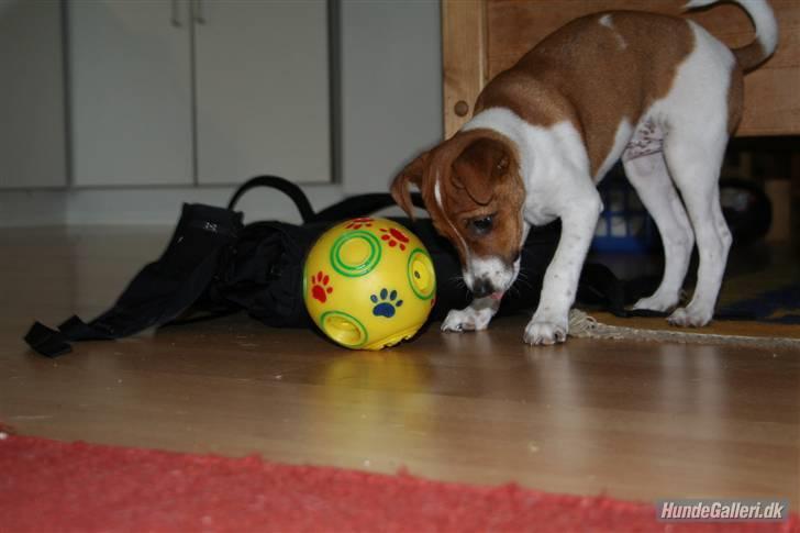 Dansk svensk gaardhund Felix - første gang han så sådan en bold, han fattede det hurtigt!! :D billede 19