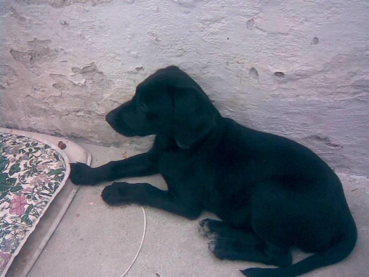 Labrador retriever Trille - velkommen:D billede 1