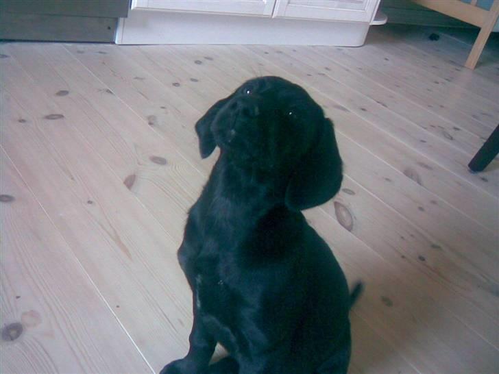 Labrador retriever Trille - giv mig nu den kisk billede 2