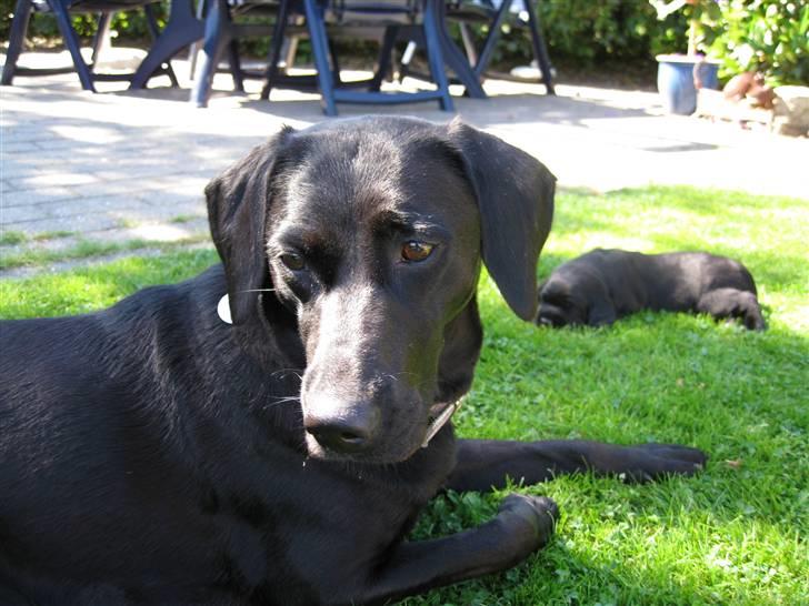Labrador retriever Trille - holde øje med hende beby thor i mens anton ligger i bag grunen billede 3