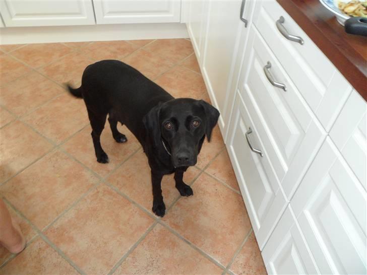 Labrador retriever Trille - maaaaad billede 4