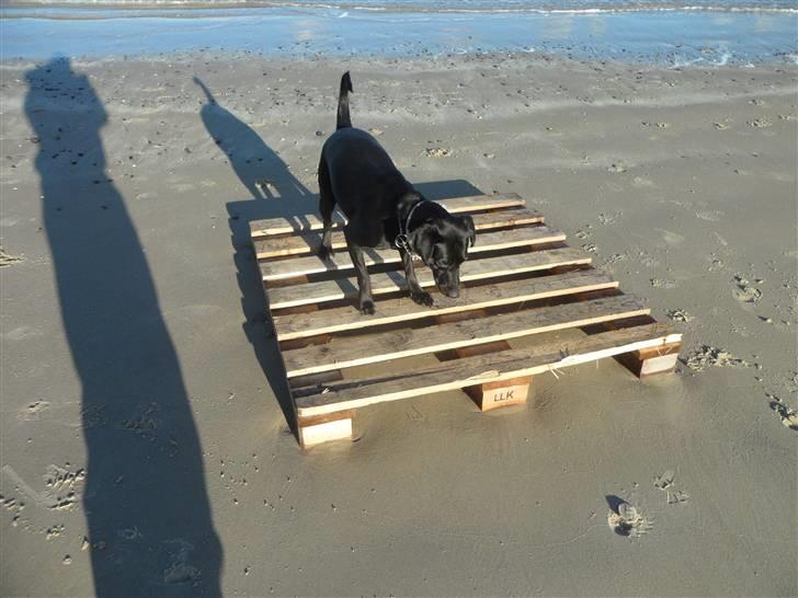 Labrador retriever Trille - gad vide hvad det er der under billede 5