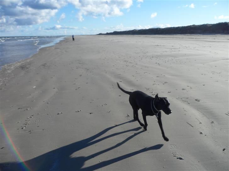 Labrador retriever Trille - :D billede 6