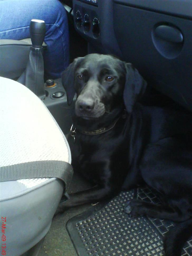 Labrador retriever Trille - kører tur billede 7