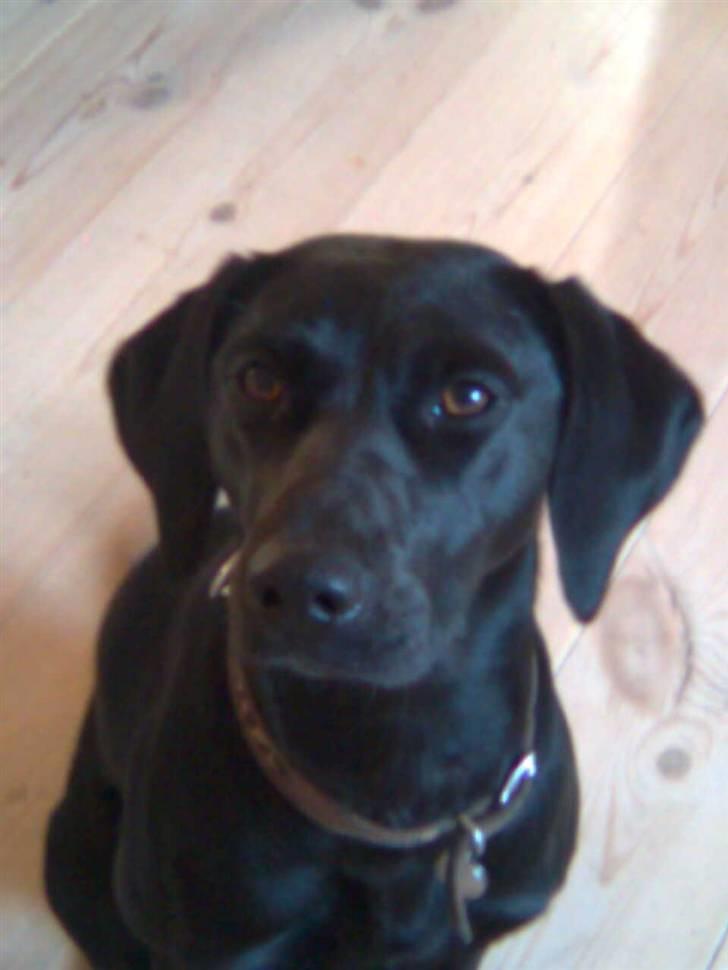 Labrador retriever Trille - smukke pigen billede 8