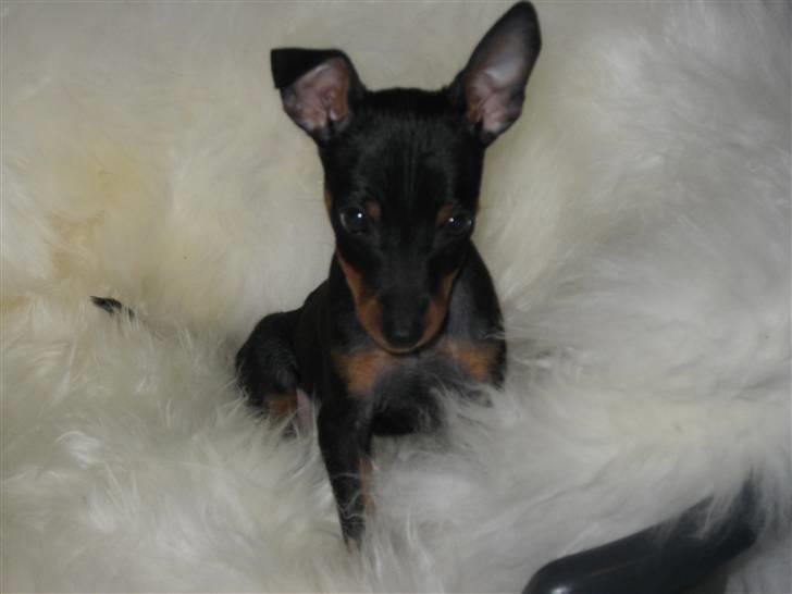 Dvaergpinscher Bastian - Er jeg ikk bare sød  billede 7