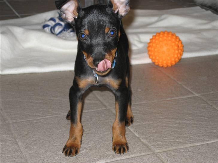 Dvaergpinscher Bastian - den var god den godbid billede 8