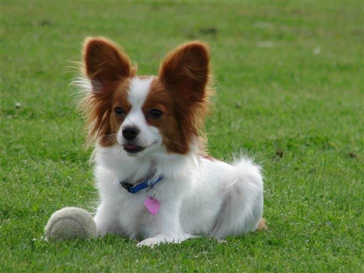 Papillon Avalee aka Ene Herskeren - Mig og yndlingsbolden weeeeee, kast deeeen :p billede 10