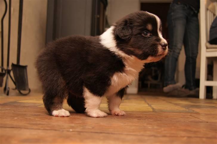 Australian shepherd Travis billede 1