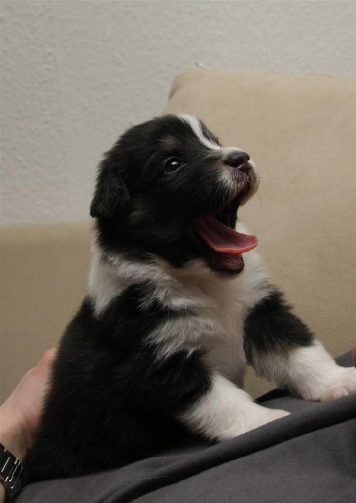 Australian shepherd Travis billede 2