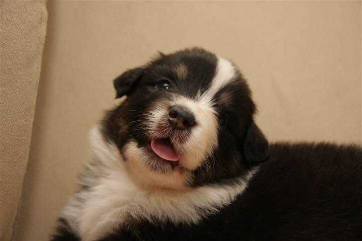 Australian shepherd Travis billede 3