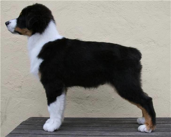 Australian shepherd Travis - 3,5 mdr. gammel billede 4