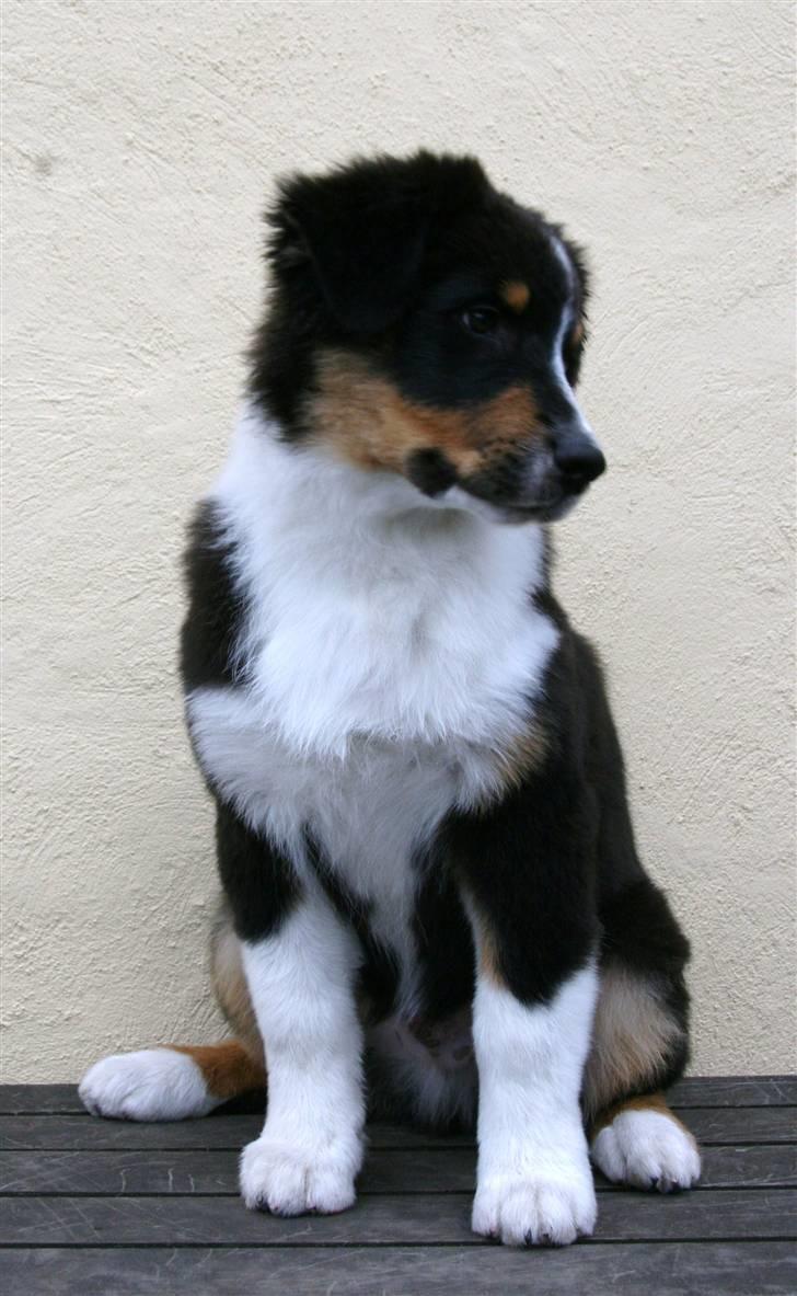 Australian shepherd Travis - 3,5 mdr. gammel billede 5