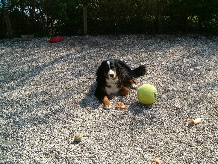 Berner sennenhund Laban SOLGT :'( - Laban ude i Haven hans yndlingssted hehe :D Du er perfekt skat billede 1